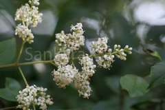 Ligustrum gamblei